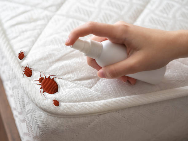 Best Spider Control Near Me  in Sedalia, MO